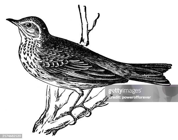 tree pipit bird (anthus trivialis) - 19th century - tree pipit stock illustrations