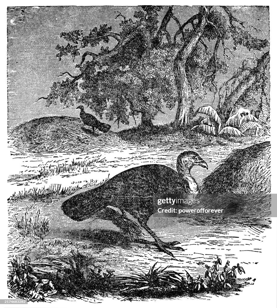 Red-Billed Brushturkey Birds (Talegalla Cuvieri) - 19th Century