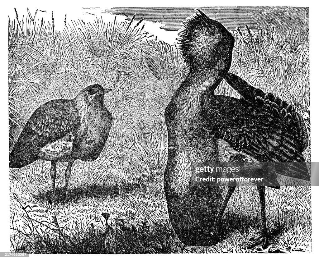 Australian Bustard Bird (Ardeotis Australis) Mating Display - 19th Century