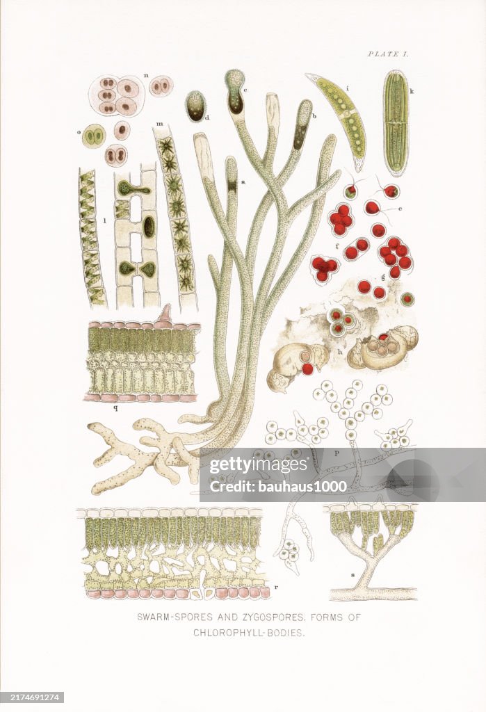 Natural History of Plants, Victorian Botanical Illustration, 1897
Swarm-Spores and Zygospores and Forms of Chlorophyll Bodies