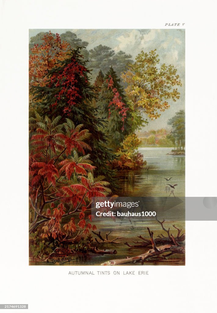 Natural History of Plants, Victorian Botanical Illustration, 1897
Autumn Tints on Lake Erie