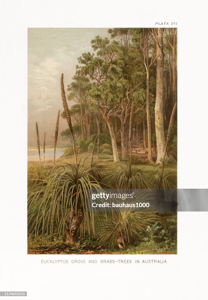 Natural History of Plants, Victorian Botanical Illustration, 1897
Eucalyptus Grove and Grass Trees in Australia