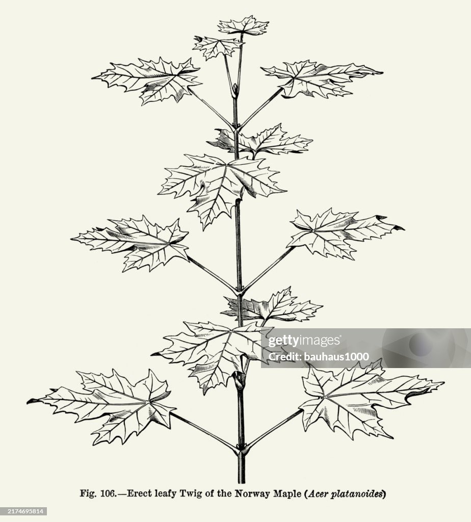 Natural History of Plants, Victorian Botanical Illustration, 1897
Erect Leafy Twig of the Norway Maple (Acer plantnoides)