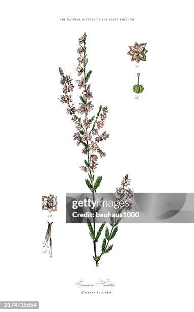 antique herbaceous and flowering plants, plant kingdom, victorian botanical illustration, circa 1853 - heather stock illustrations