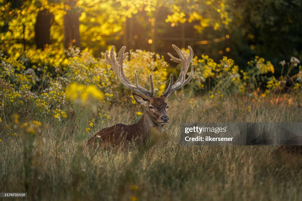 Deer
