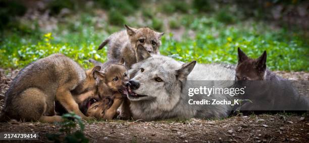 wolf mit wurf verspielter jungtiere - hundeartige stock-fotos und bilder