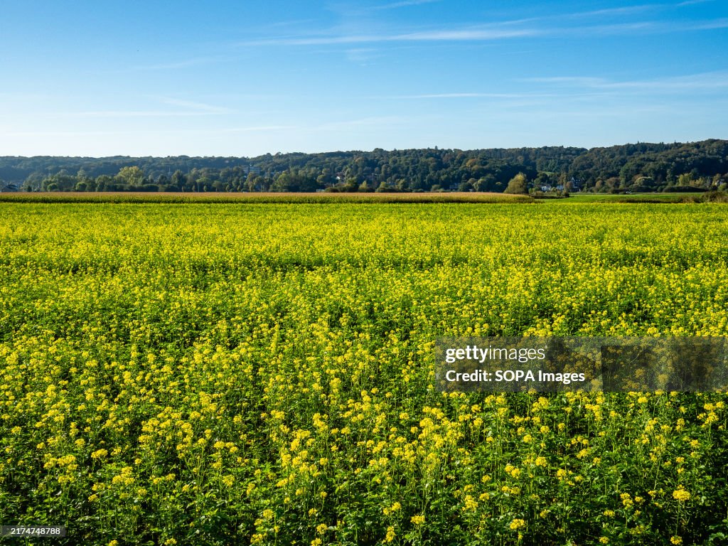 A view of a field full of yellow flowers...