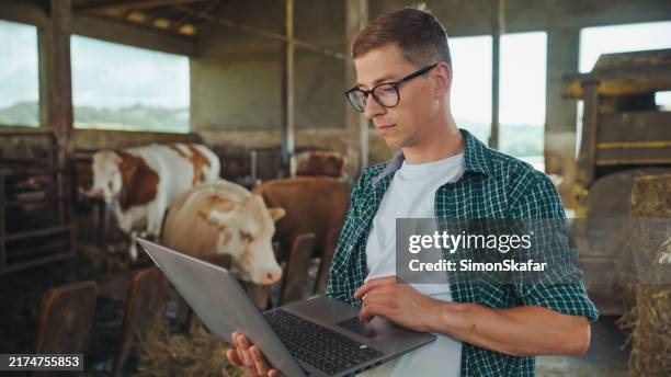 tech-savvy caucasian farmer at work in cow barn - animal welfare stock pictures, royalty-free photos & images