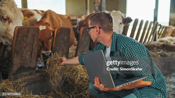 caucasian farmer with laptop at cow stable - cow laptop stock pictures, royalty-free photos & images