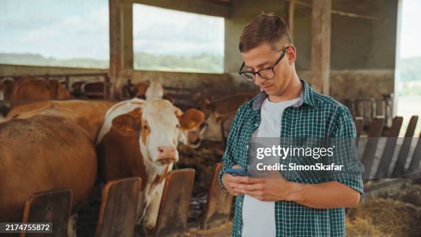 kaukasischer landwirt mit smartphone auf kuhfarm - kuhstall stock-fotos und bilder