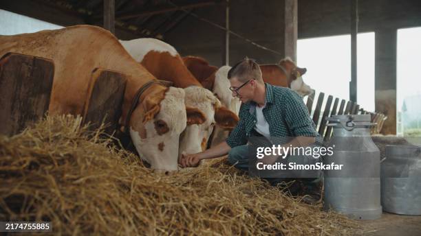 kaukasischer landwirt beschäftigt sich mit rind im stall - tierhaltung stock-fotos und bilder