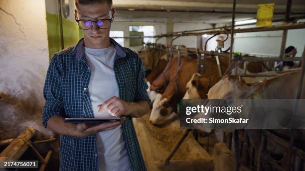 kaukasischer landwirt nutzt technologie mit vieh - tierhaltung stock-fotos und bilder