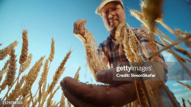 kaukasischer landwirt bewertet die weizenqualität auf dem feld - weizenähre stock-fotos und bilder