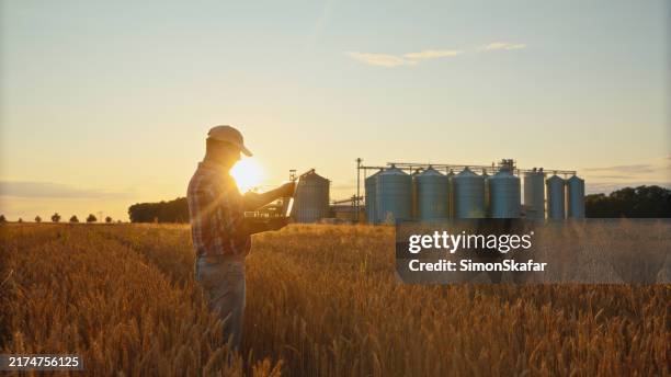 senior farmer with tablet amidst golden wheat - wheat stock pictures, royalty-free photos & images