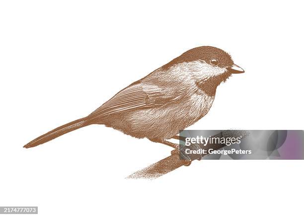 black-capped chickadee - chickadee stock illustrations
