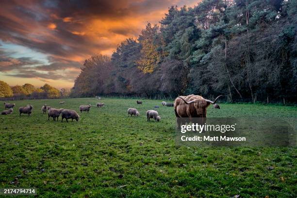 highland cattle and sheep in a field in england uk - downe stock pictures, royalty-free photos & images