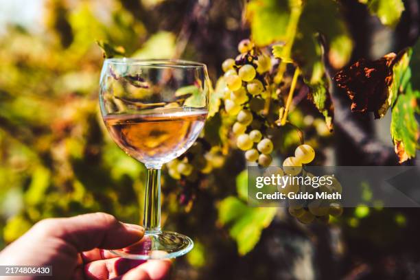 hand holding glass of wine in front of ripe grapes. - viniculture stock pictures, royalty-free photos & images