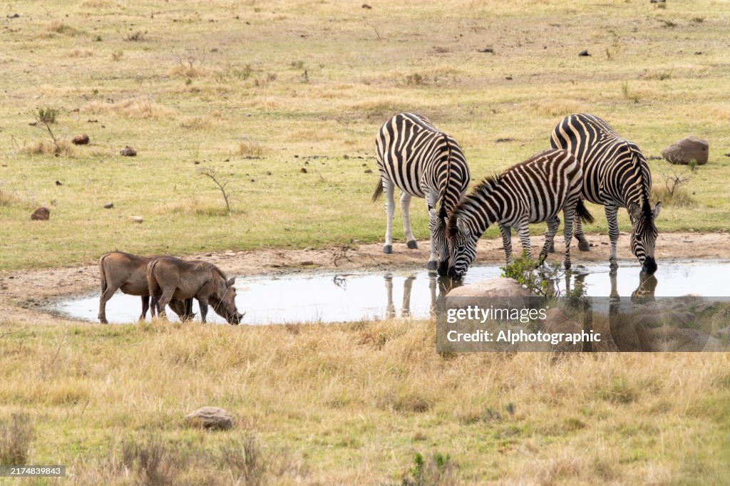 Adult warthogs and Burchell's zebra (Equus quagga burchellii) in a South African Game Reserve.