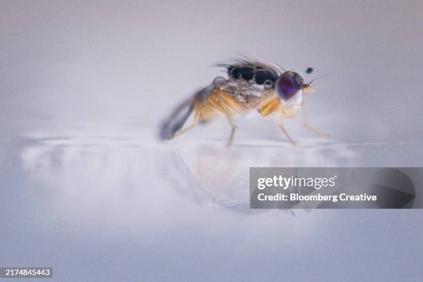 Fruit Fly Flight Pattern 121 Fruit Fly Flying Stock Photos, High-Res Pictures, and Images ...