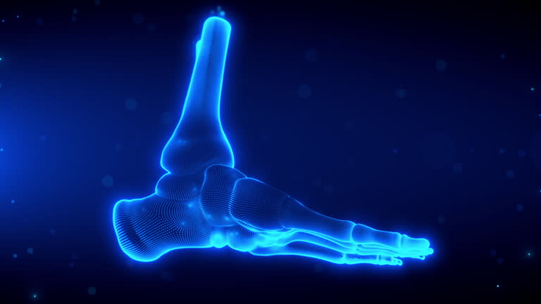 https://media.gettyimages.com/id/2174911739/video/futuristic-3d-skeleton-foot-anatomy-scan-with-rotating-motion.jpg?b=1&s=640x640&k=20&c=RdEBgDntQ0kHCvxfgf_KzH1e0mV3j4i5qL7BQ5d0UUA=