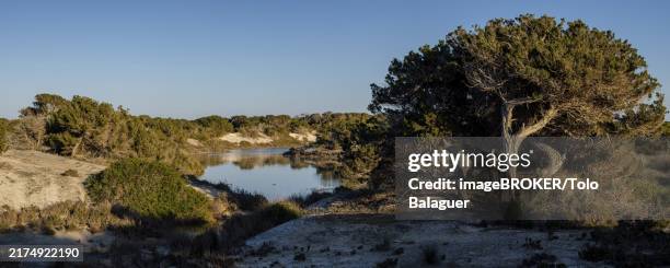 ses salines d?eivissa i formentera natural park, formentera, pitiusas islands, balearic community, spain, europe - insel formentera stock-fotos und bilder