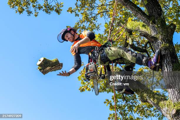 geschickter holzfäller in sicherheitsausrüstung beschneiden von eichen - waldarbeiter stock-fotos und bilder