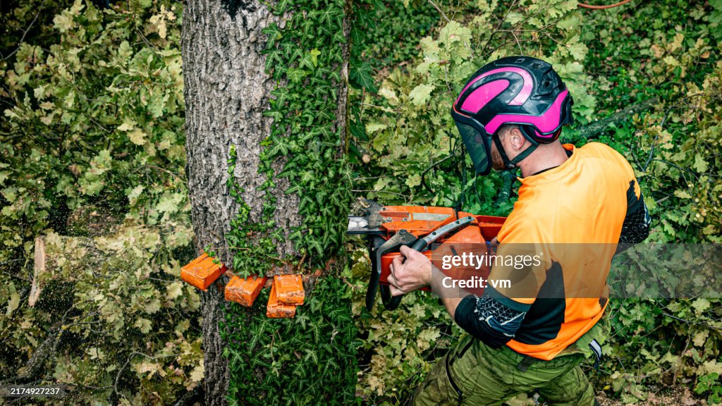Expert Logger Felling Oak Tree with Chainsaw