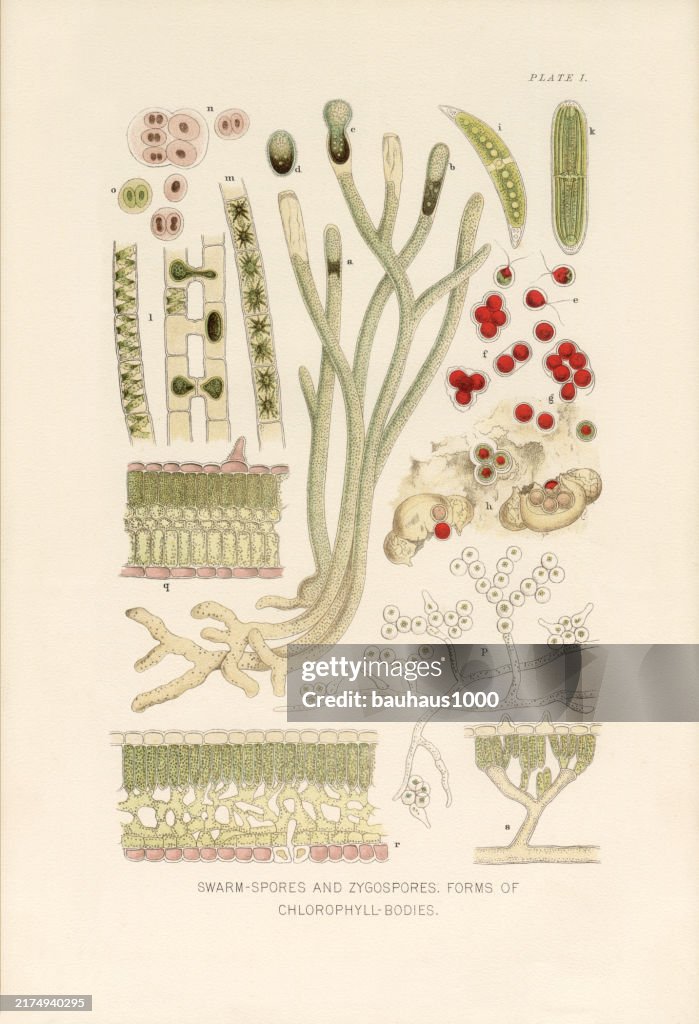 Natural History of Plants, Victorian Botanical Illustration, 1897
Swarm-Spores and Zygospores and Forms of Chlorophyll Bodies