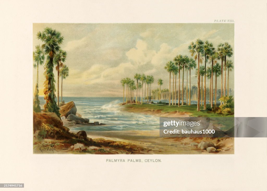 Natural History of Plants, Victorian Botanical Illustration, 1897
Eucalyptus Grove and Grass Trees in Australia