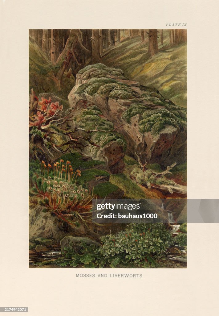 Natural History of Plants, Victorian Botanical Illustration, 1897
Insectivorous Plants Sundew and Butterwort