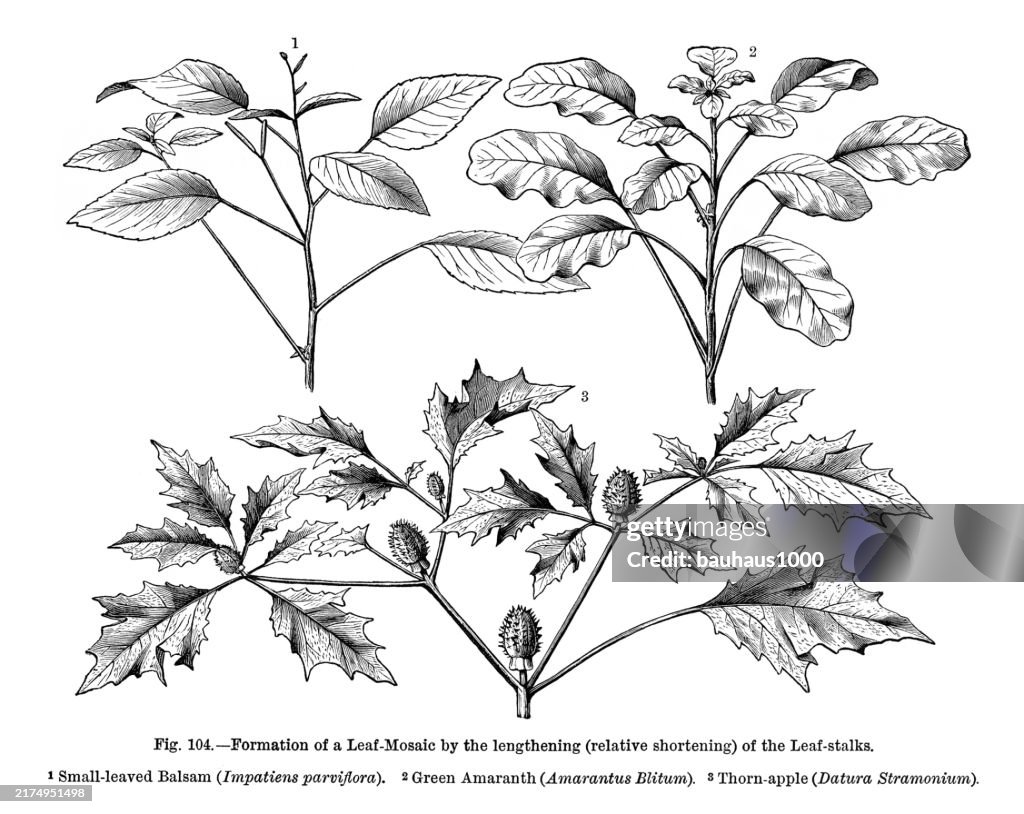 Natural History of Plants, Victorian Botanical Illustration, 1897
Formation of a Leaf Mosaic