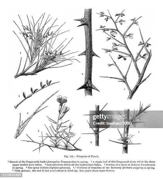 natural history of plants, victorian botanical illustration, 1897weapons of plants - thorn stock illustrations