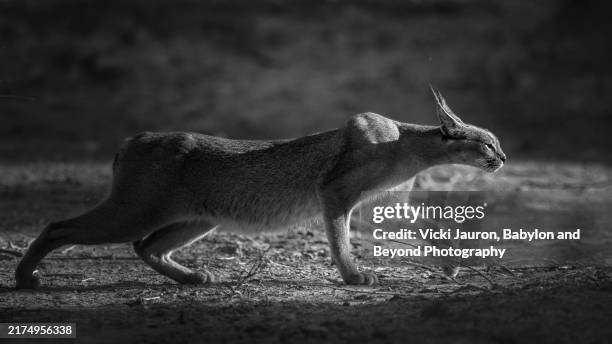 Lithe Photography 258 Lithe Stock Photos, High-Res Pictures, and Images - Getty Images