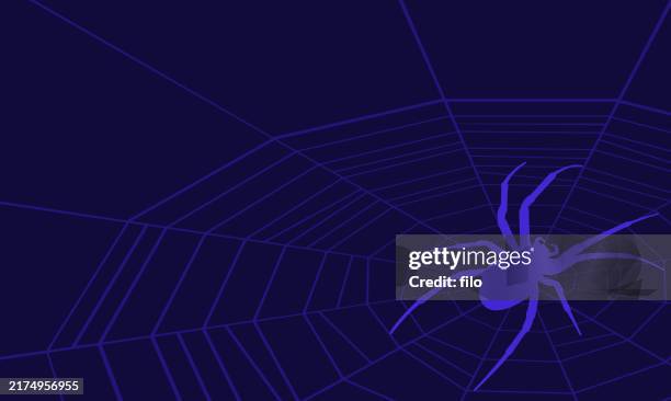 ilustrações de stock, clip art, desenhos animados e ícones de spider on spiderweb background - fobia