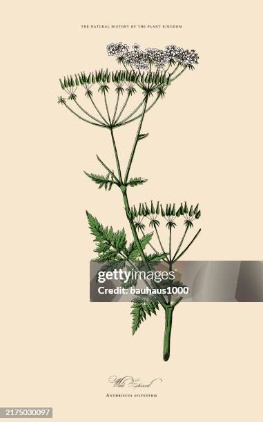 hand colored, herb, vegetable and flowering plants, plant kingdom, victorian botanical illustration, circa 1853 - chervil stock illustrations