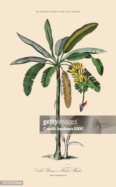 ilustraciones, imágenes clip art, dibujos animados e iconos de stock de coloreado a mano, bulbo y plantas con flores, reino vegetal, ilustración botánica victoriana, alrededor de 1853 - arbol platano