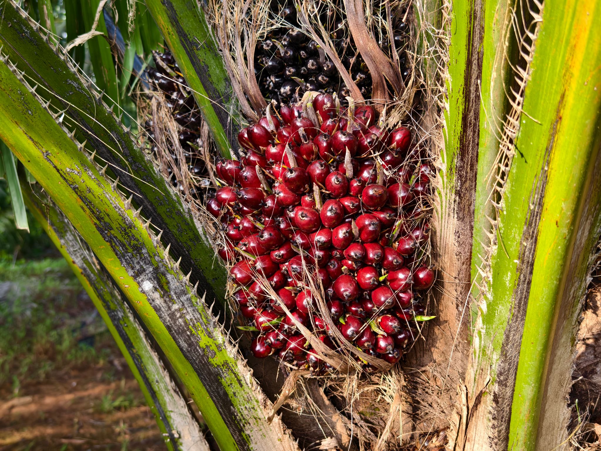 indonesian fruit