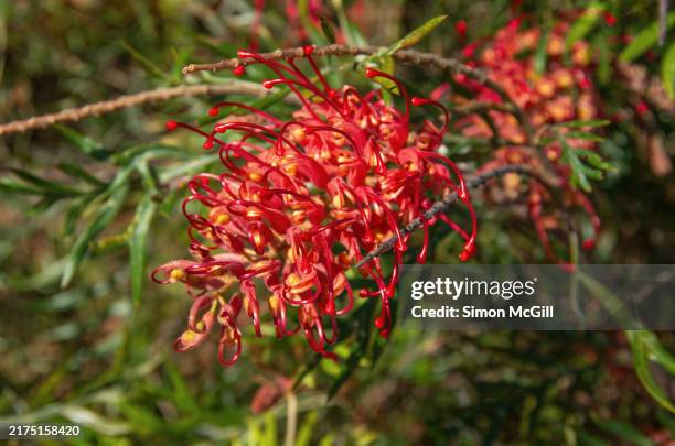 grevillea tree in bloom - proteaceae stockfoto's en -beelden