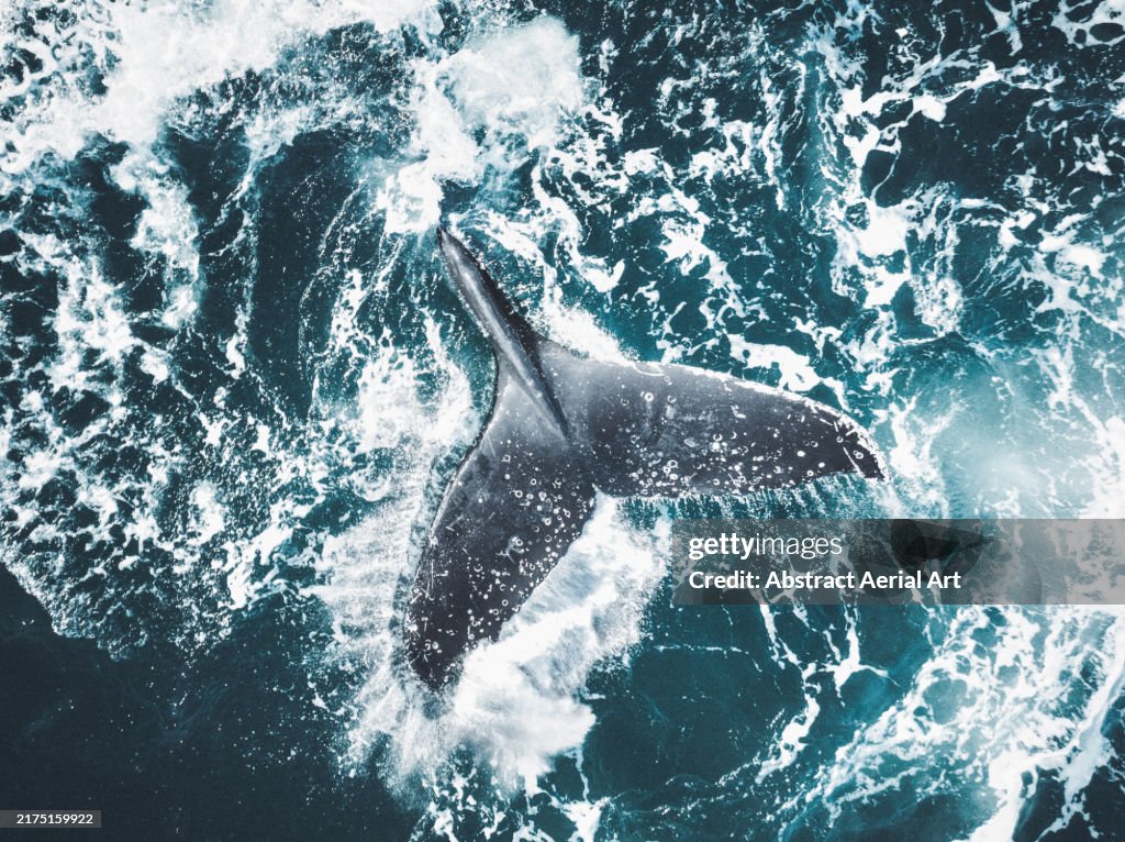 Fluke of a humpback whale splashing on the surface of the Pacific Ocean