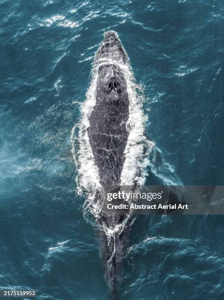 humpback whale swimming in the pacific ocean - sea life stock pictures, royalty-free photos & images