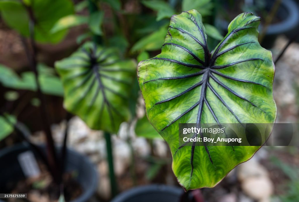 Colocasia Pharaoh's Mask grow in the garden. A unique variety, 'Pharaoh's Mask has bright green leaves that are accentuated by bulging purple veins.