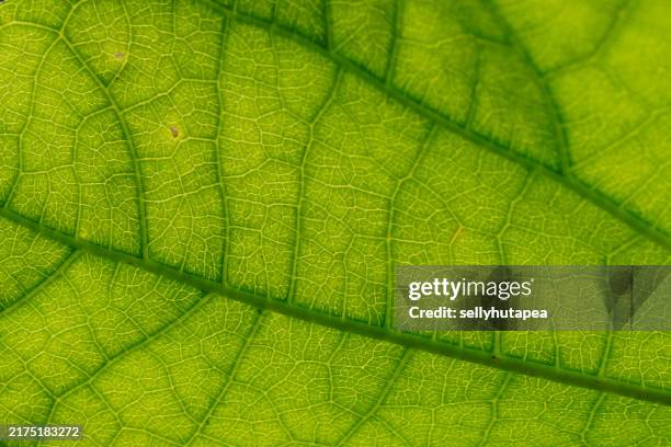 background of green lettuce leaves - green salad stock pictures, royalty-free photos & images