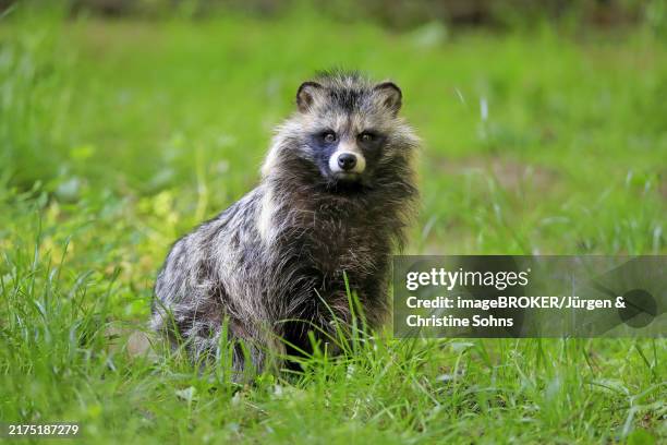 673 Raccoon Dog Stock Photos, High-Res Pictures, and Images