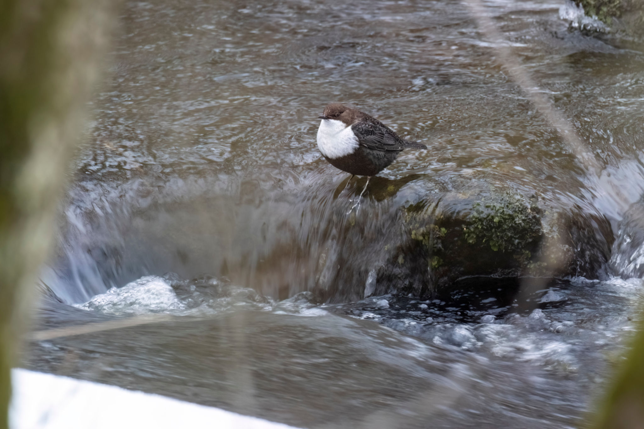 tagus river wildlife