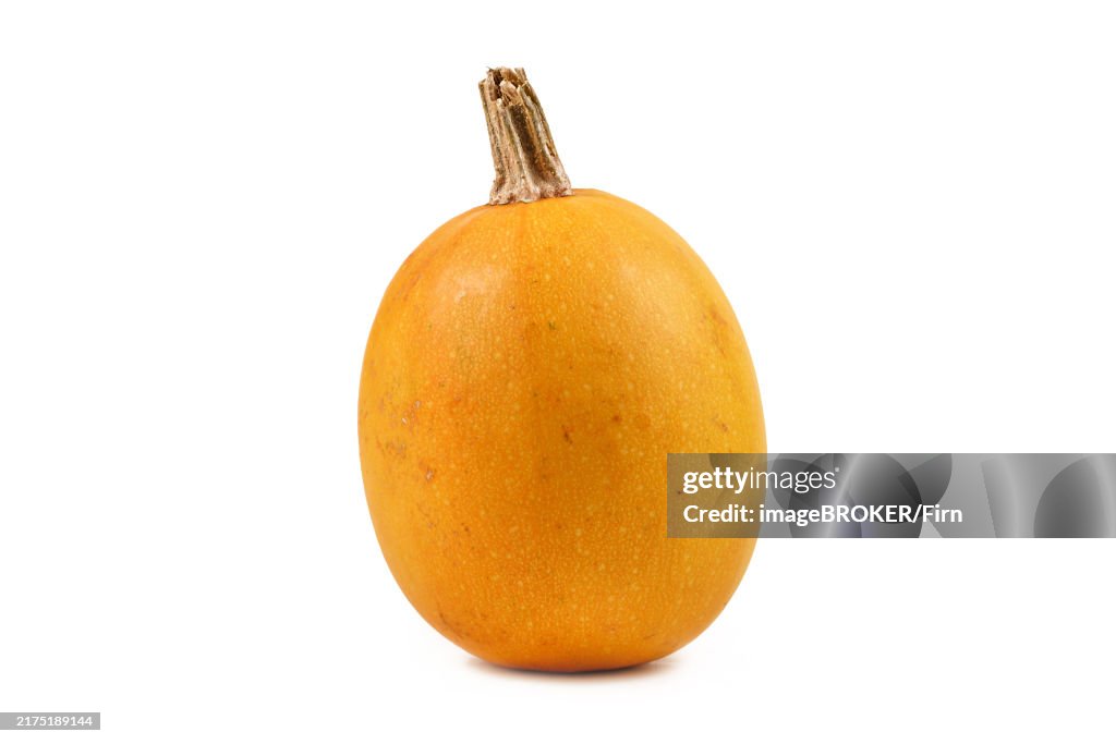 Single yellow skinned Spaghetti squash on white background