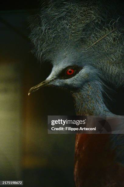 goura scheepmakeri, scheepmaker's crowned pigeon close up portrait - tropical bird stock pictures, royalty-free photos & images