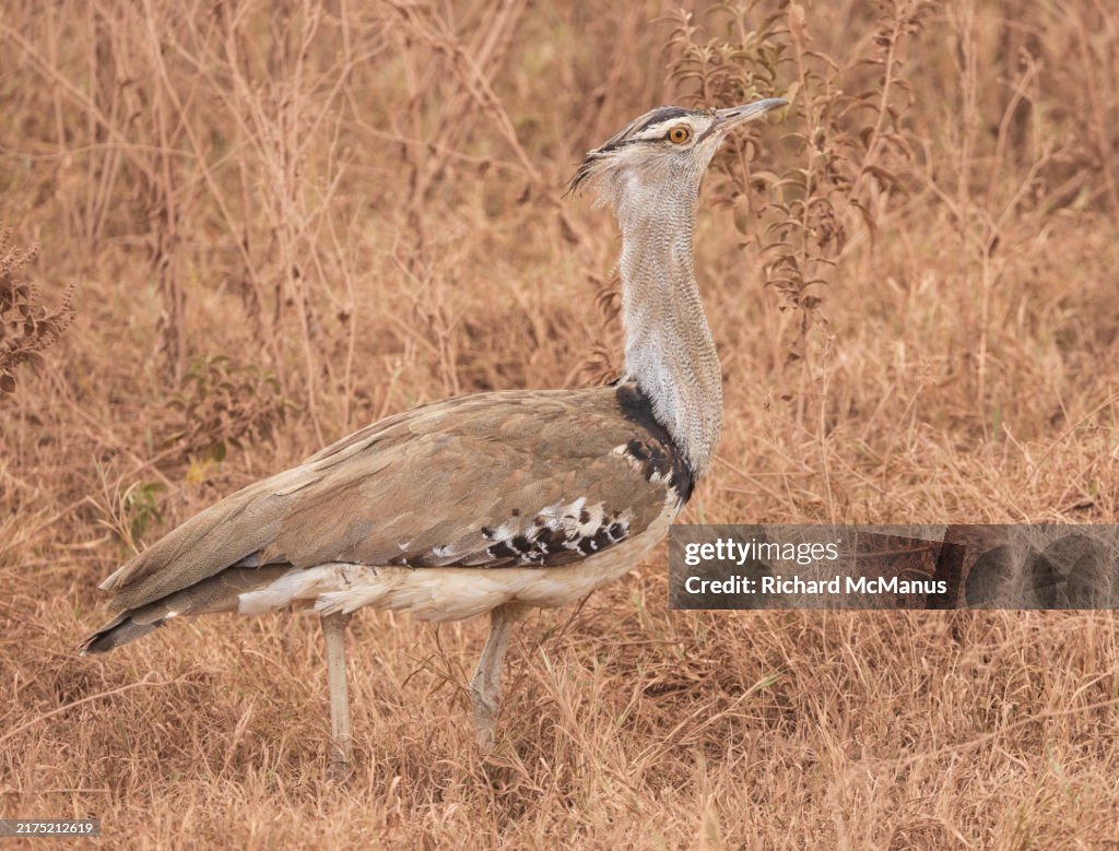Kori Rabida Kori Bustard High-Res Stock Photo - Getty Images