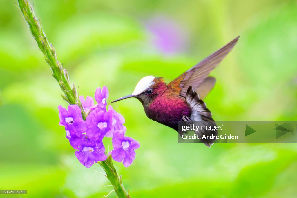 Snowcap (Microchera albocoronata)