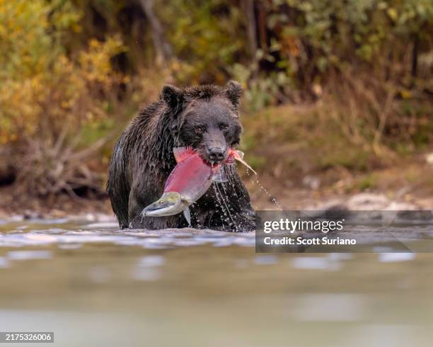 predation - hibernation stock pictures, royalty-free photos & images