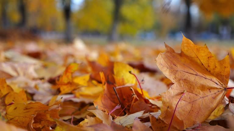 https://media.gettyimages.com/id/2175338806/video/detail-view-on-yellow-maple-leaves-falling-to-ground-in-autumn-park-golden-bright-foliage.jpg?b=1&s=640x640&k=20&c=SWl16u9hWagob33TTic3YcaMFV46YsXyBU_CgR-IF3g=